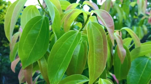 Cinnamon Tree Videos Stock Footage 283219454