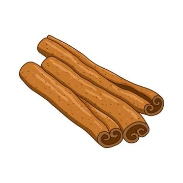Cinnamon vector colored botanical illustration Stock Illustration