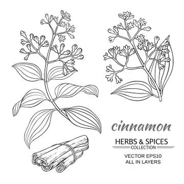 Cinnamon vector set Stock Illustration