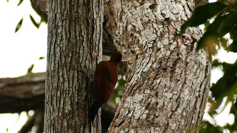 Cinnamon woodpecker climbing slowly up while searching food Stock Footage 123623944