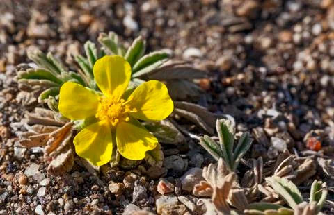 Cinquefoil Stock Photos
