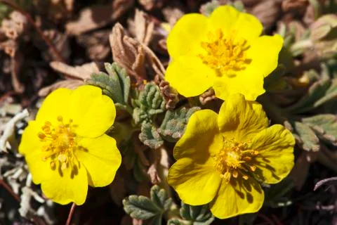 Cinquefoil Foto stock
