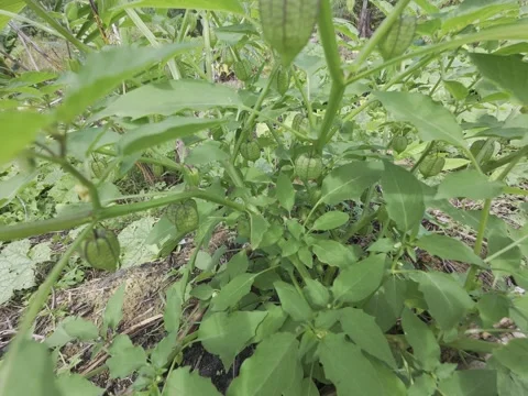 Ciplukan fruit Stock Footage 311935333