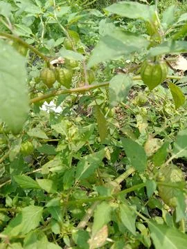 Ciplukan fruit Stock Photos