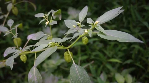 Ciplukan fruit ''Physalis angulata'' Stock Footage 270177463