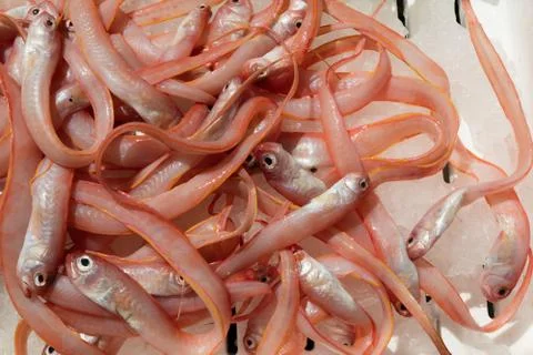 Cipolle at fish marker Stock Photos