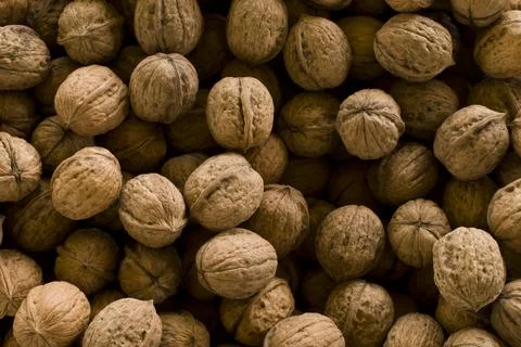 Circassian walnut texture Stock Photos