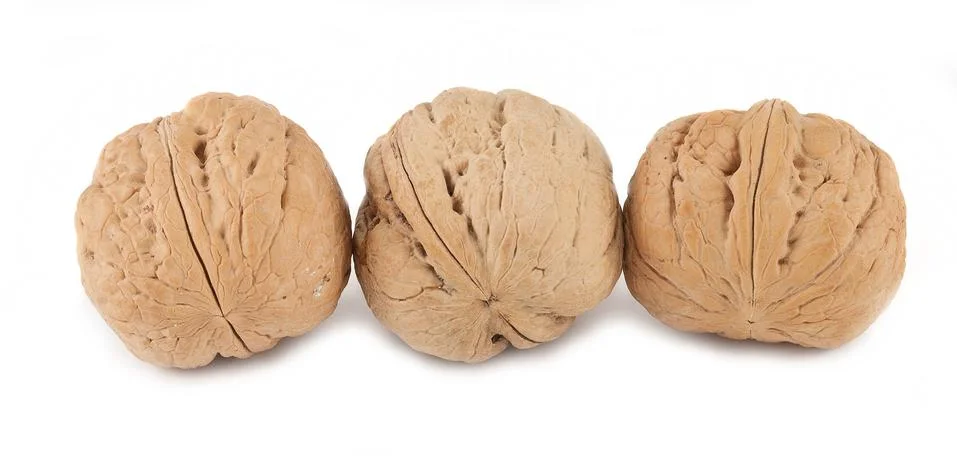 Circassian walnuts 스톡 사진