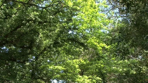 Circe's woods Video stock 692622