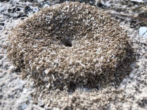 Circle anthill in the sand Stock Photos