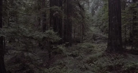 Circle around a Huge Tree | Tracking Shot through Redwoods Forest | Drone Shot Stock Footage 134356176