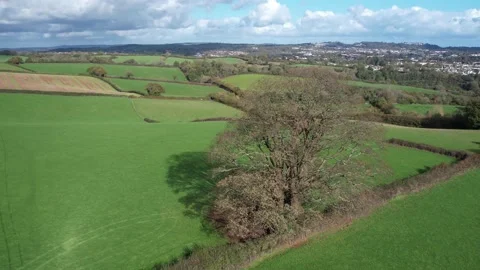 Circle around Old Oak over Fields and Farms, Cockington, Paignton, Torquay, UK Vidéo 221026841