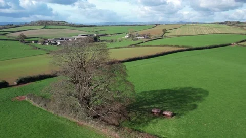 Circle around Old Oak over Fields and Farms, Cockington, Paignton, Torquay, UK Stock-Footage 221026959