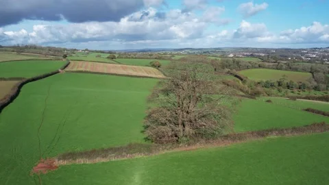 Circle around Old Oak over Fields and Farms, Cockington, Paignton, Torquay, UK Stock Footage 221027087