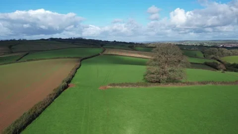 Circle around Old Oak over Fields and Farms, Cockington, Paignton, Torquay, UK Stock Footage 221030336