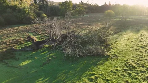 Circle around an overturned old oak in the rays of the rising autumn sun Stock Footage 220616309
