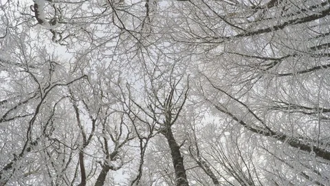 Circle around snowy, dense trees Stock Footage 124611368