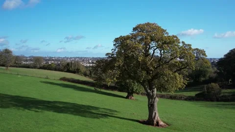 Circle around Tree over Fields and Farms, Cockington, Paignton, Torquay, Devon Stock Footage 221030150