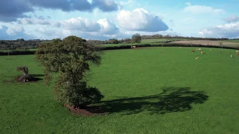 Circle around Tree over Fields and Farms, Cockington, Paignton, Torquay, Devon Stock Footage 221030218