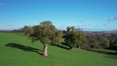 Circle around Tree over Fields and Farms, Cockington, Paignton, Torquay, Devon Stock Footage 221030270