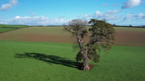 Circle around Tree over Fields and Farms, Cockington, Paignton, Torquay, Devon Stock-Footage 221030594