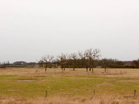 Circle of bare branch trees field special nature country Stock Photos