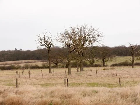Circle of bare branch trees field special nature country Stock Photos