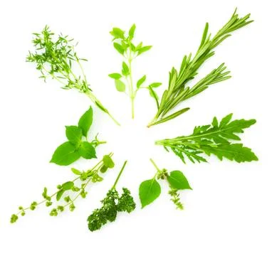 Circle border of different  fresh spice herbs /  isolated on white Stock Photos