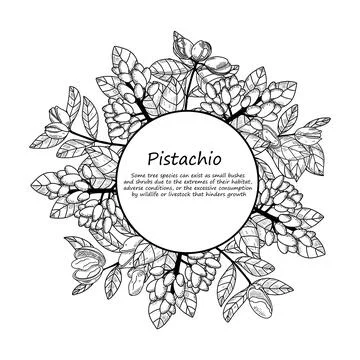Circle botany pistachio frame Stock Illustration
