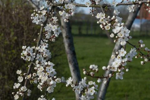 A circle of branches of a blossoming apple tree with white awakening flower.. 写真素材