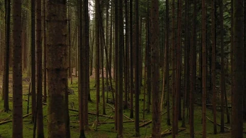 Circle camera movement through trees in the woods Stock Footage 320496568