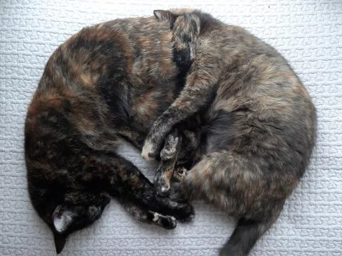 Circle of Cats 写真素材