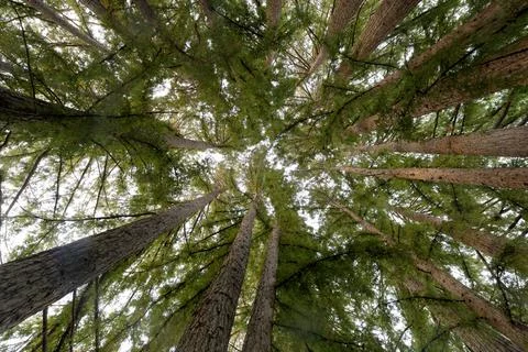 Circle of Coast Redwoods in Portola Valley Stock Photos