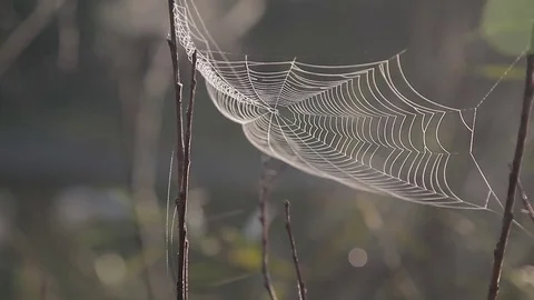 A circle of cobwebs hanging between tree branches. on the river bank. Stock Footage 71944276