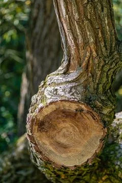 Circle cross section of tree trunk with tree ring pattern and cracks in bark 写真素材