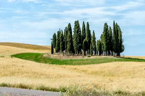 The Circle of Cypress tree Stock Photos
