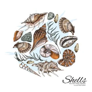 Circle design element with hand drawn sea shells vector illustration isolated. Stock Illustration