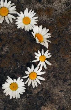 Circle frame created from white daisies on a background of gray stones Stock Photos