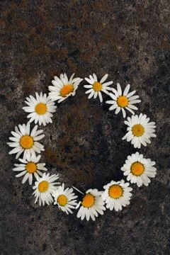 Circle frame created from white daisies on a background of gray stones Stock Photos