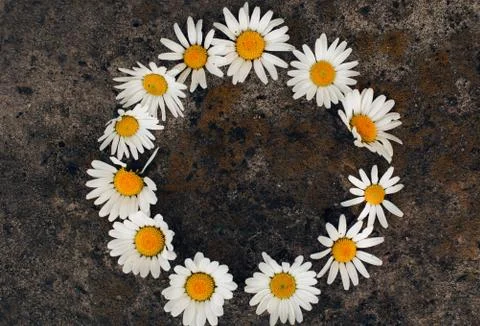 Circle frame created from white daisies on a background of gray stones Stock Photos