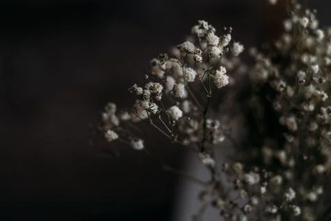 Circle frame created from white daisies on a background of gray stones Stock Photos