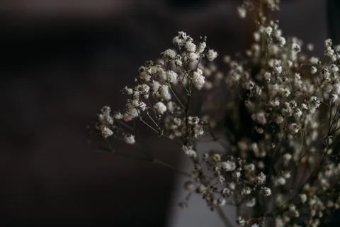 Circle frame created from white daisies on a background of gray stones Stock Photos