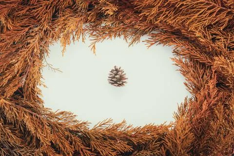 Circle frame with pine tree branches or needles isolated on white background Stock Photos