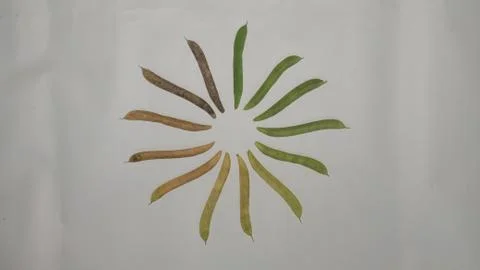 The circle of life Stock Photos