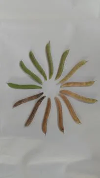 The circle of life Stock Photos