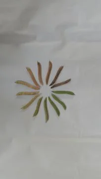 The circle of life Stock Photos