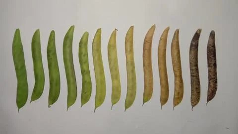 The circle of life Stock Photos