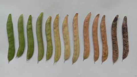 The circle of life Stock Photos