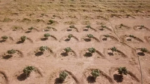 Circle minimal pattern of desert in fig garden in harvest season in summer Stock Footage 263297190