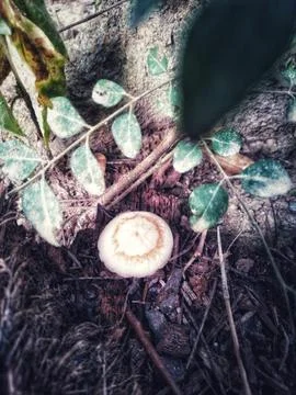 Circle of Mold Stock Photos